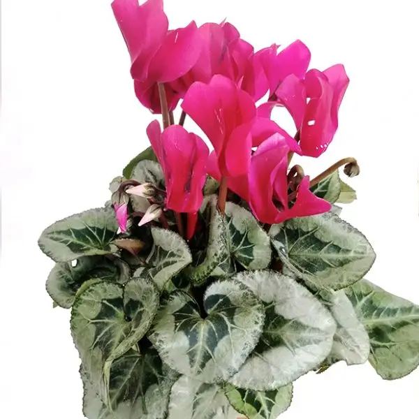 רקפת (עונתי)