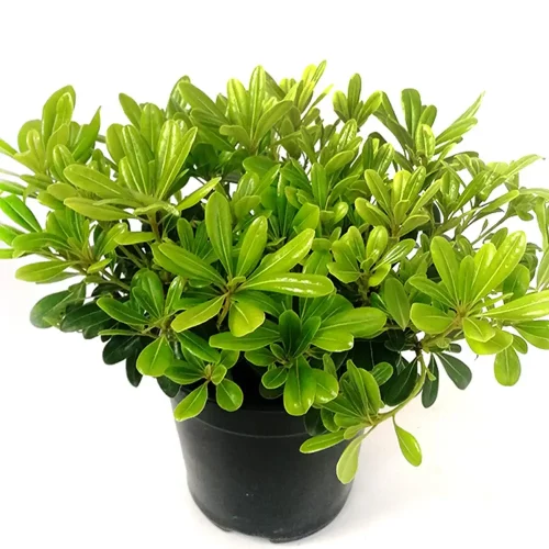 IMG_20200416_163117_l