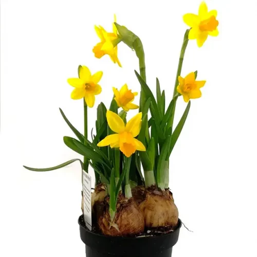 Screen Shot 2019-12-31 at 13.10.24 copy