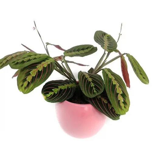 a0fa4f33-5f0d-4bce-9f25-93981a779ed2