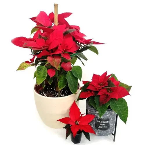 a3c7dc8a-0cf7-4ac5-a892-dfc3b3e9674d