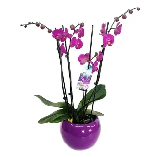 b76ee922-2155-4e64-816b-556f48a0ded9-square