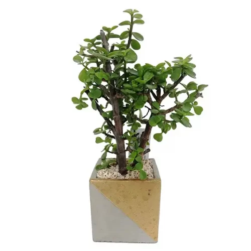 ecf2047f-5963-42f3-9bb4-6dda210319d4 copy