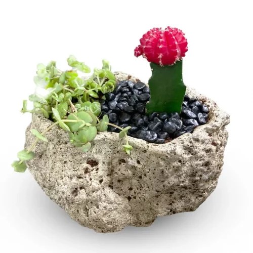 קקטוב בתוך אבן